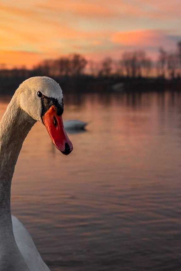 Glava bijelog labuda izbliza s vodenim kapima na perju i izlaskom sunca kao pozadinom