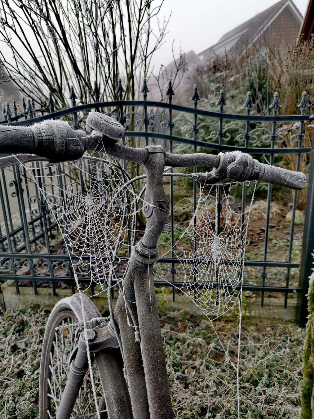 gammeldags, cykel, frost, edderkoppespind, rat, frosne, kolde, hegnet