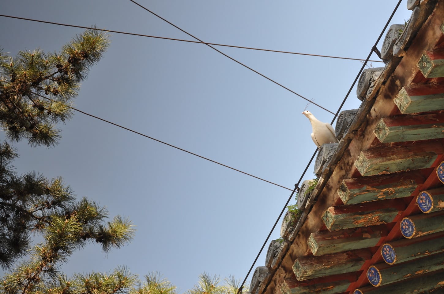 biały, ptak, gołąb, styl architektoniczny, na dachu, Chiny, dachu, drutu