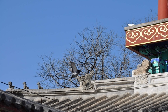 Leteći golub preko krova zgrade u kineskom arhitektonskom stilu