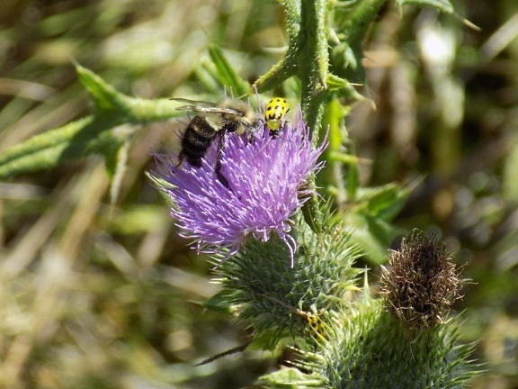 Honeybee, fiore, viola, erba, fiorire, erbaccia, fioritura, insetto