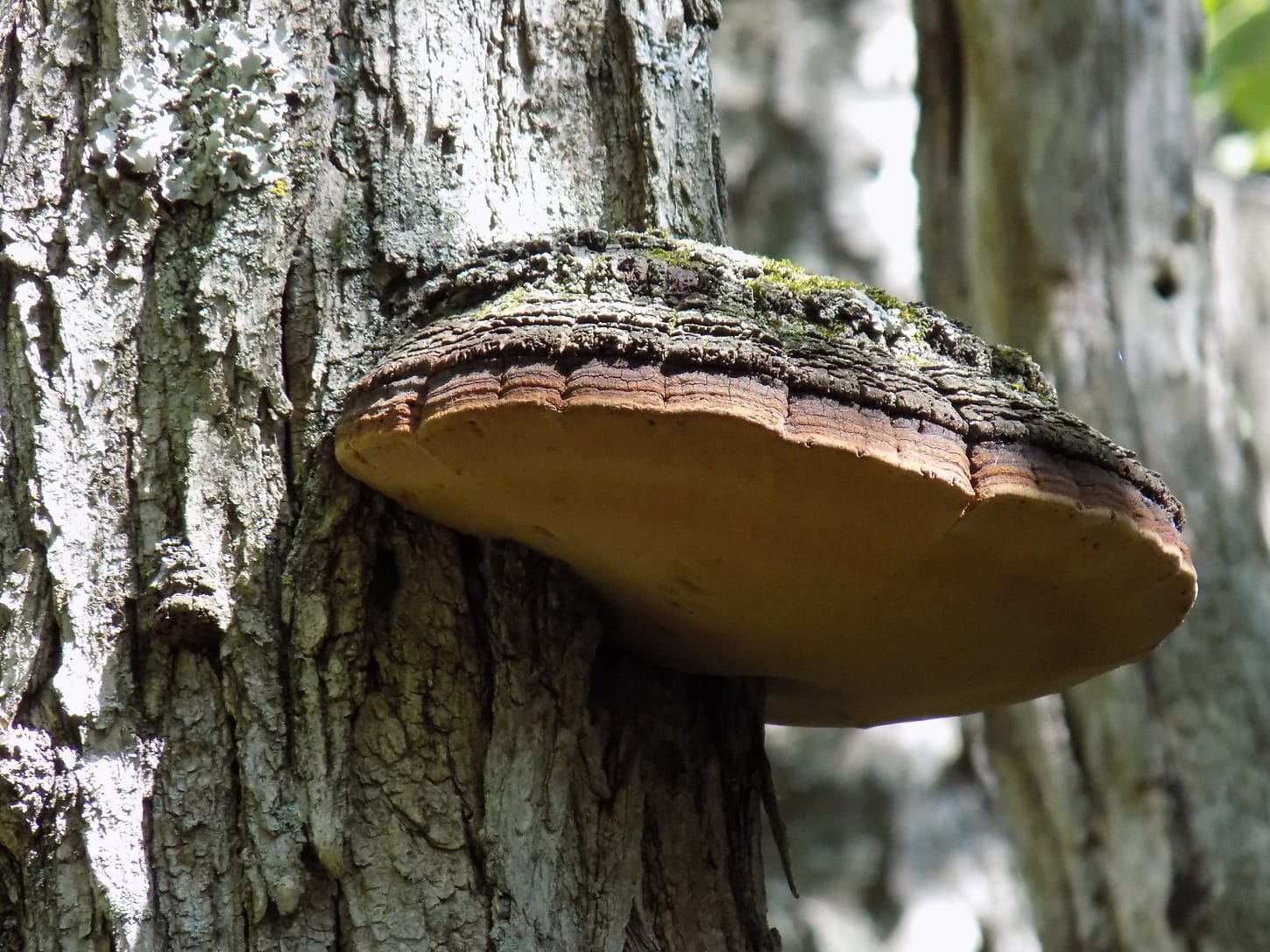 parasite, mushroom, bark, close-up, tree trunk, fungus, organism, forest