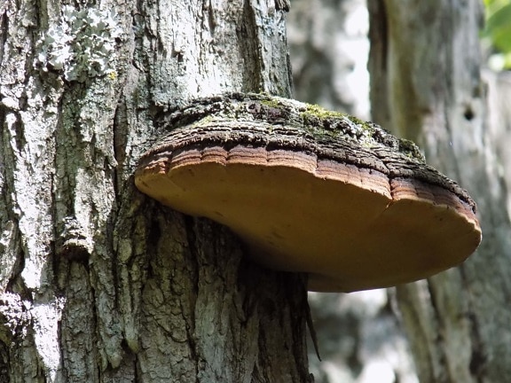 Prim-plan cu ciuperca parazită pe scoarța trunchiului de copac din pădure