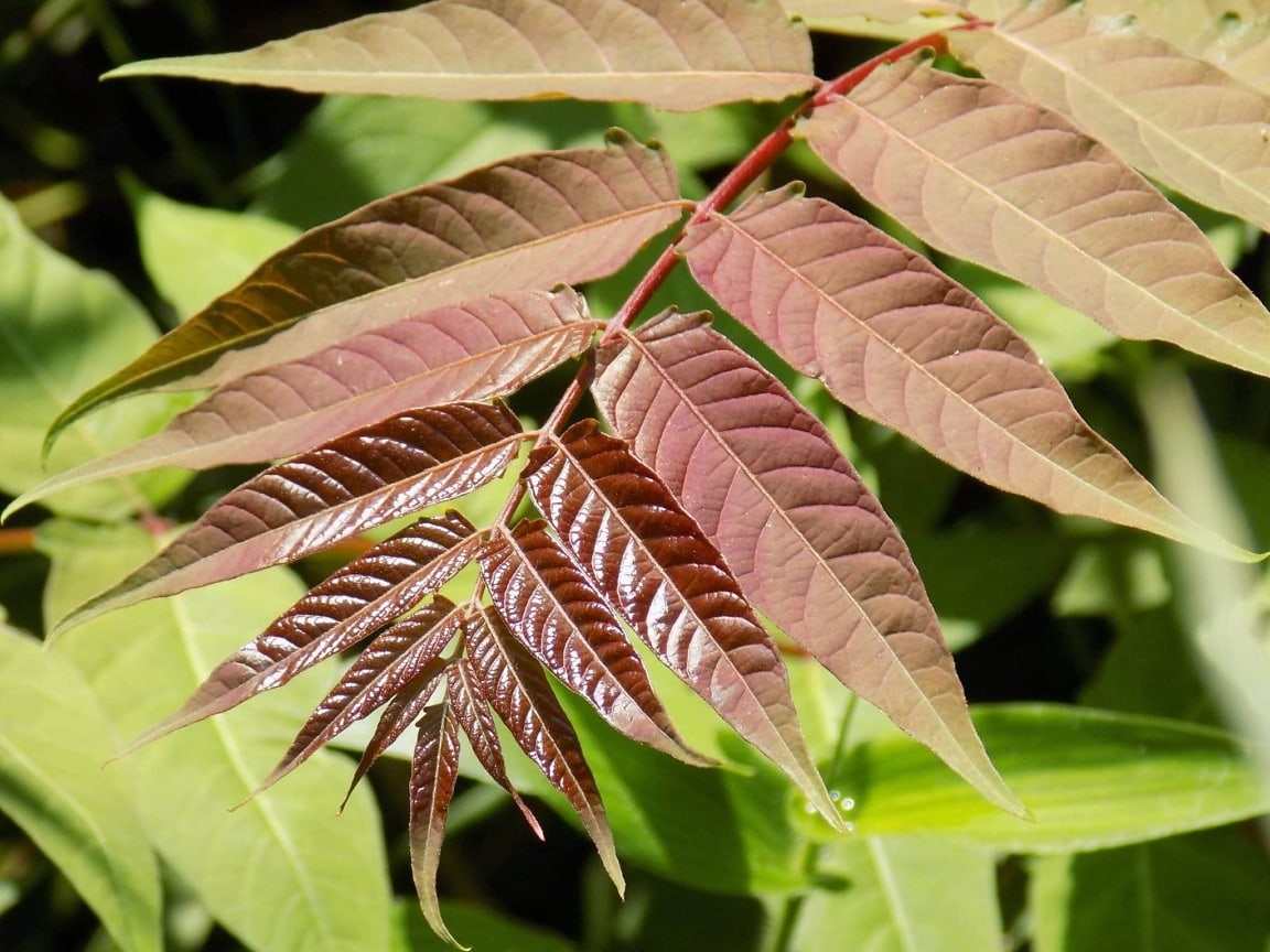 Free picture: Reddish leaves of shrub on branchlet