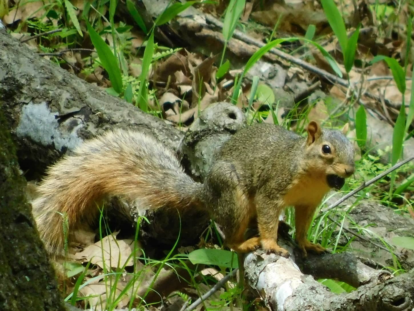 squirrel, tree squirrel, wild, tail, rodent, fur, wildlife, furry