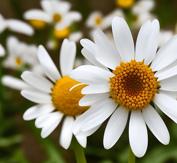 kukat, koiranputkea, lähietäisyydeltä, valkoinen kukka, taide, taiteellinen, Puutarha, kukka