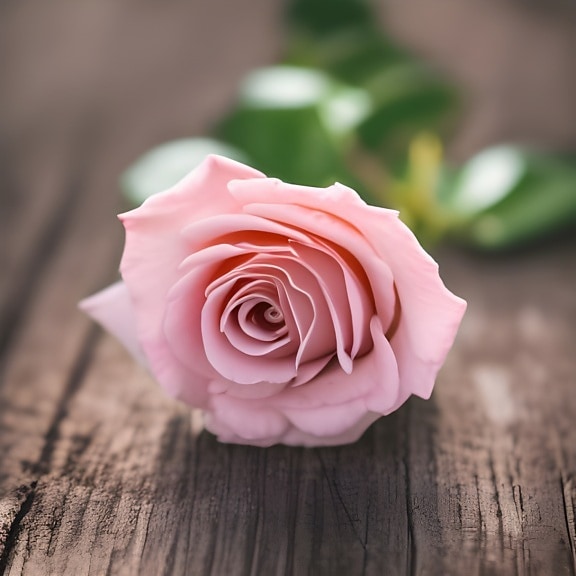pastel, trandafir, roz, până aproape, floare, opera de arta, mugur, petale