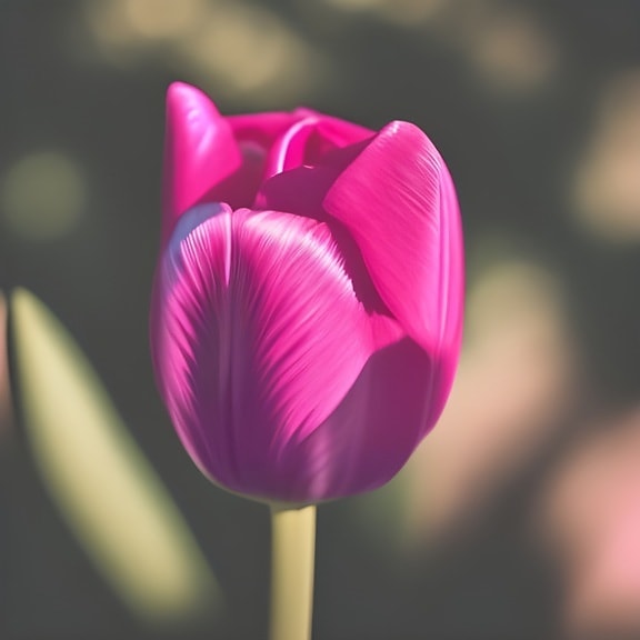 Ružovkastý tulipánový kvet s lesklými okvetnými lístkami na rozmazanom pozadí