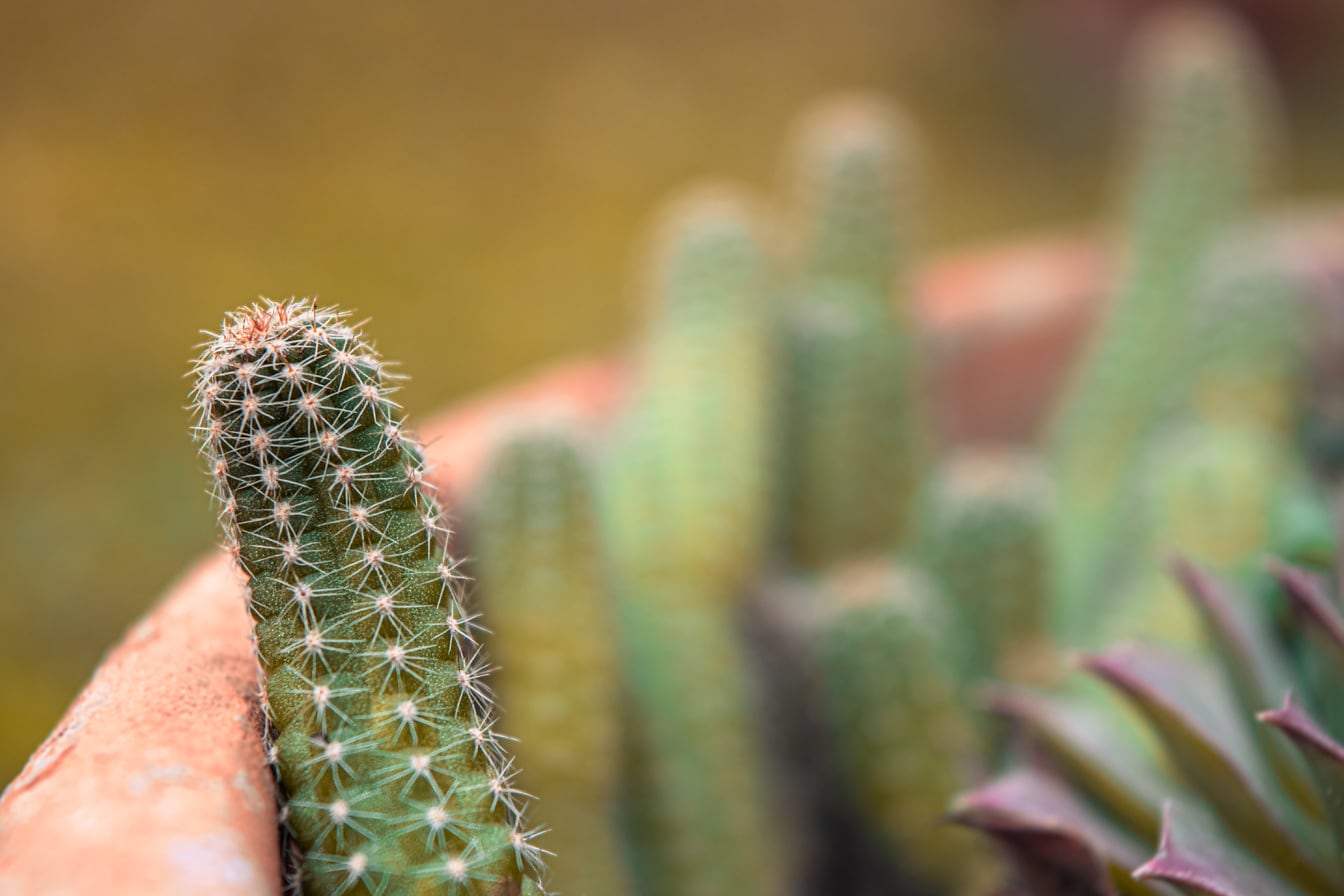 Nærbilde av en kaktusurt i blomsterpotte med fokus på skarpe torner