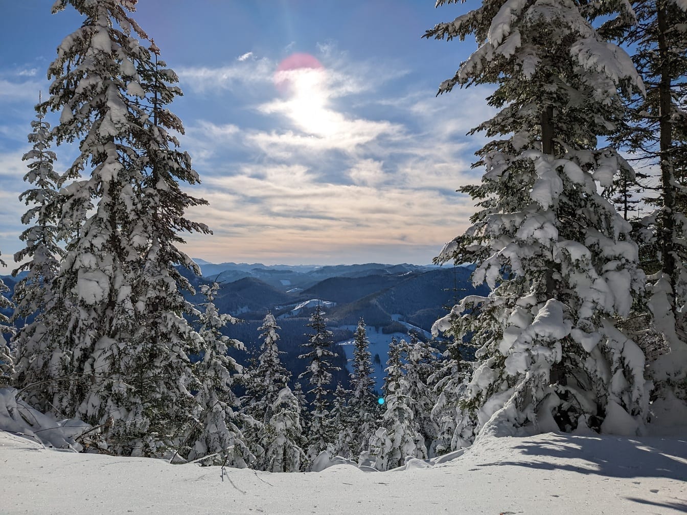 Χιονισμένα κωνοφόρα σε πρώτο πλάνο με ηλιόλουστη κοιλάδα με δέντρα στο βάθος