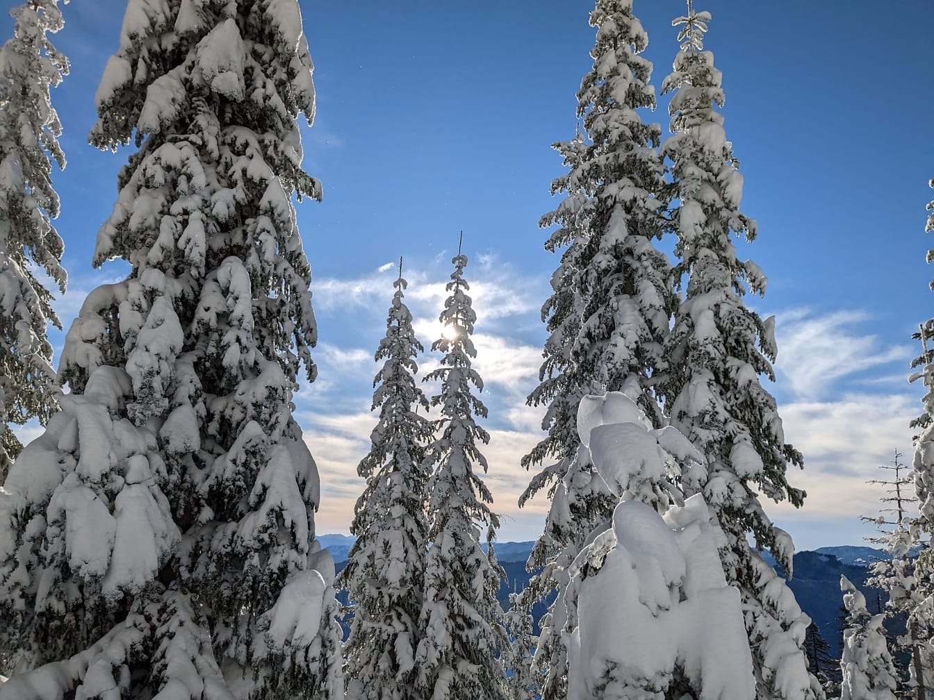 Snedækkede hvide grantræer på solrig vinterdag