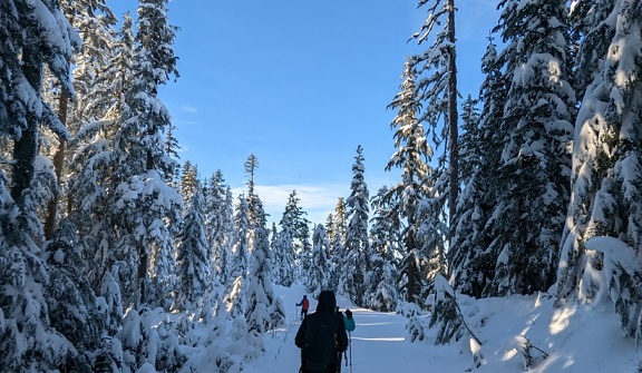 esquiador, sombra, abeto vermelho, floresta, frio, Inverno, montanha, paisagem