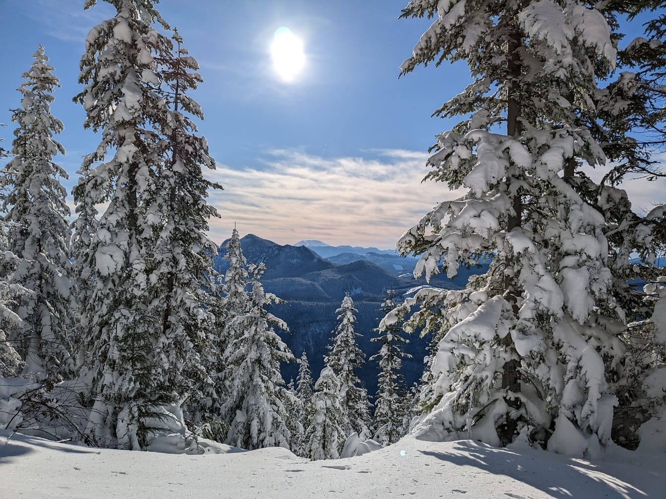 Pine trees covered with snow with panorama of valley in background at winter time