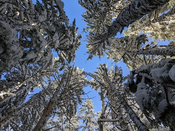 Underneath big snowy pine trees