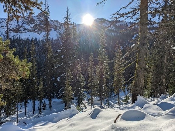 Sunrays at snowy conifers forest at winter in mountainside