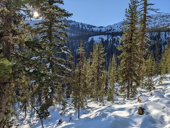 Sunny conifer forest on snowy mountains