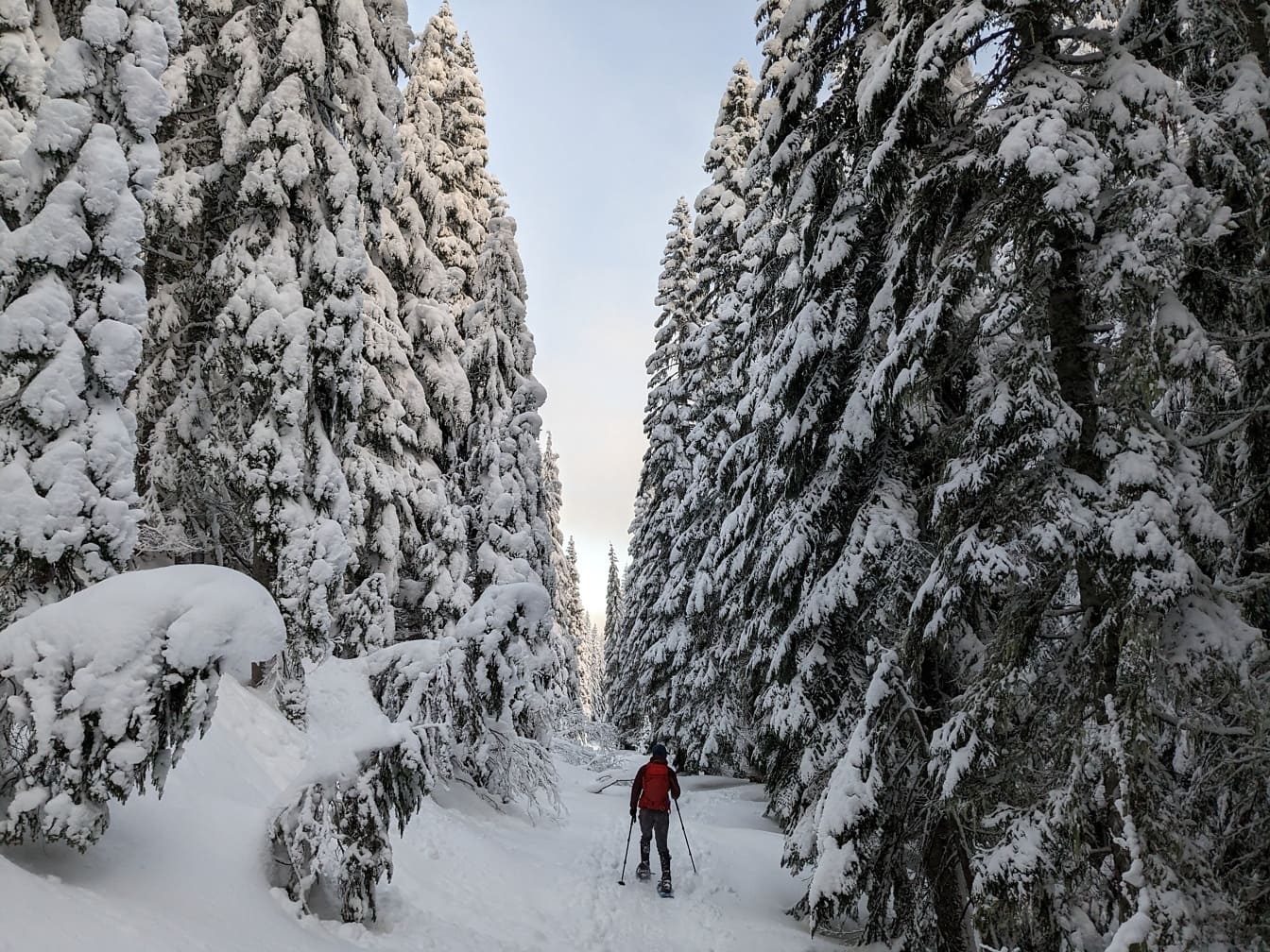 Скиор между големи снежни дървета в иглолистна гора