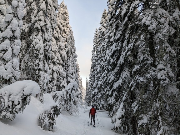 Skier between big snowy trees in conifer forest