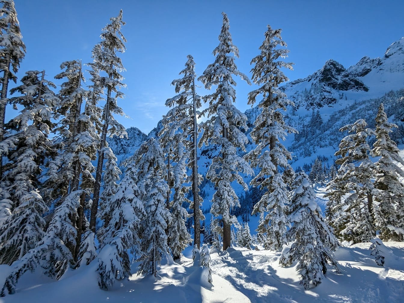 Slunečná zima se zasněženými jehličnatými stromy