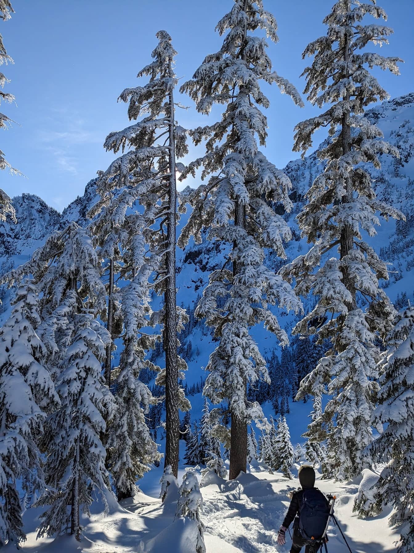 Pemain ski berjalan berpikir pohon konifer bersalju pada hari yang cerah