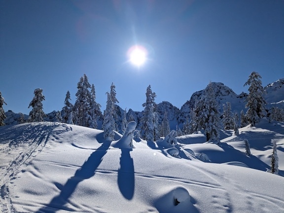 Snowy conifer forest in mountains at bright sunny day