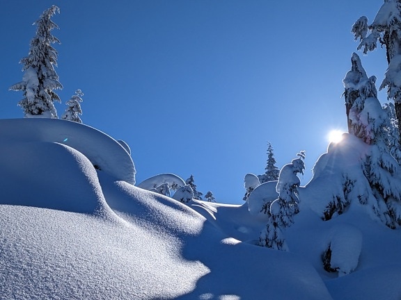 Deep snow covering pine trees