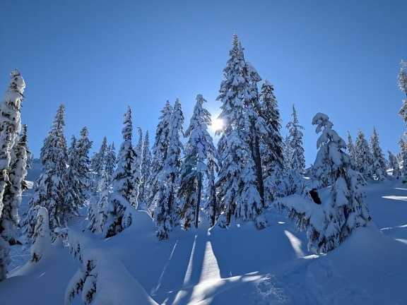 Όμορφα χιονισμένα κωνοφόρα δέντρα σε φωτεινή ηλιόλουστη μέρα