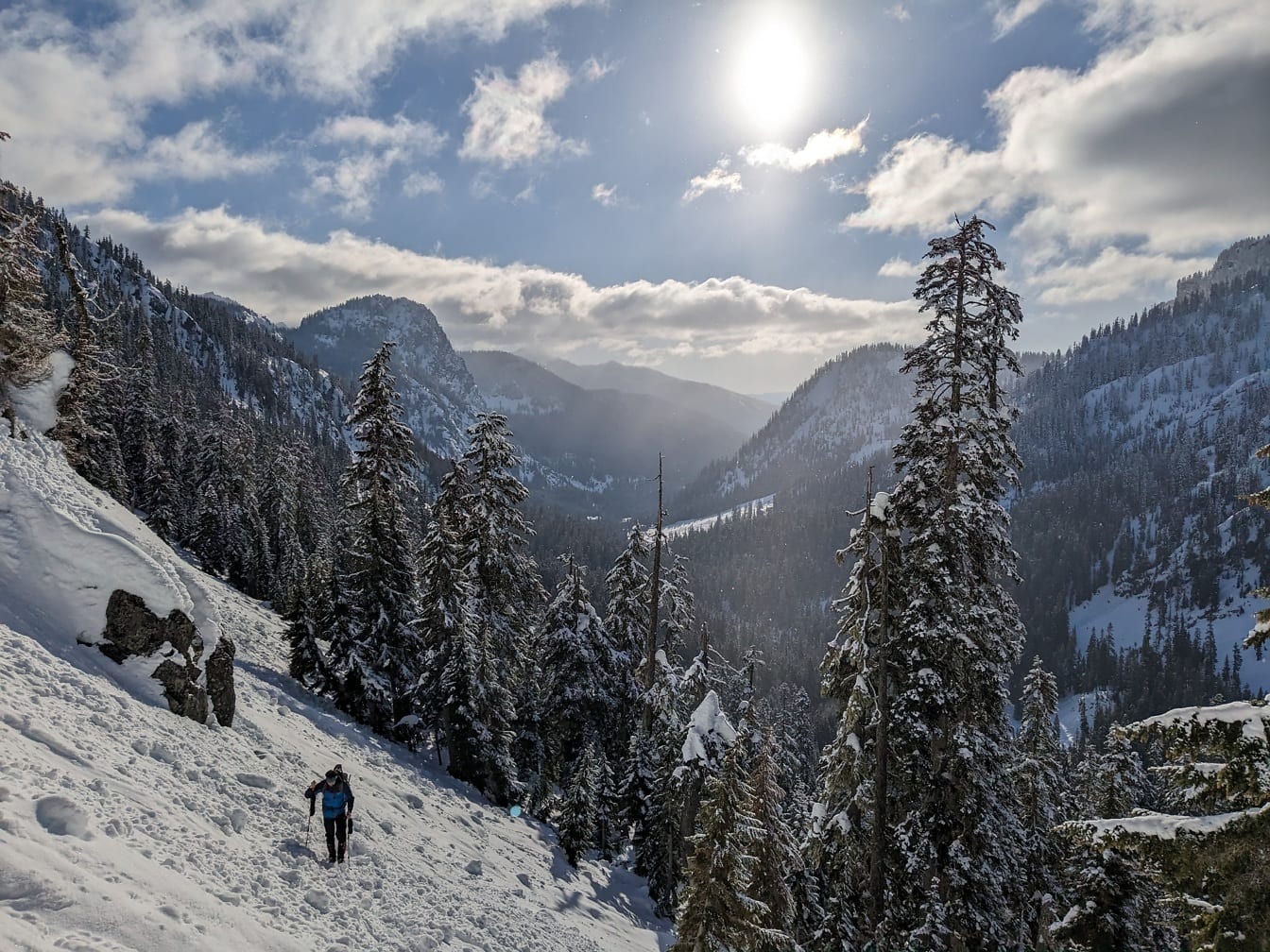 Kozalaklı ağaçlarla kaplı karlı yamaçta yürüyen kayakçı