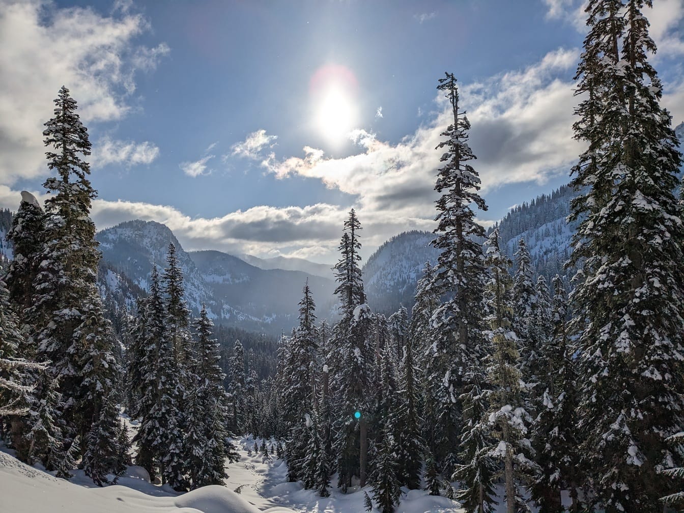 Frosne nåletræer dækket med sne i bjerge på solskinsdag