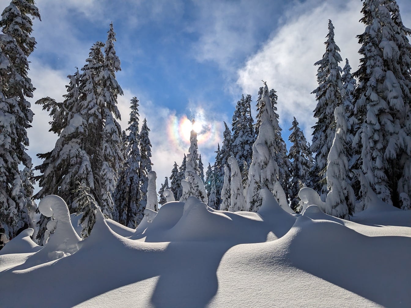Pini acoperiți de zăpadă în pădure într-o zi însorită