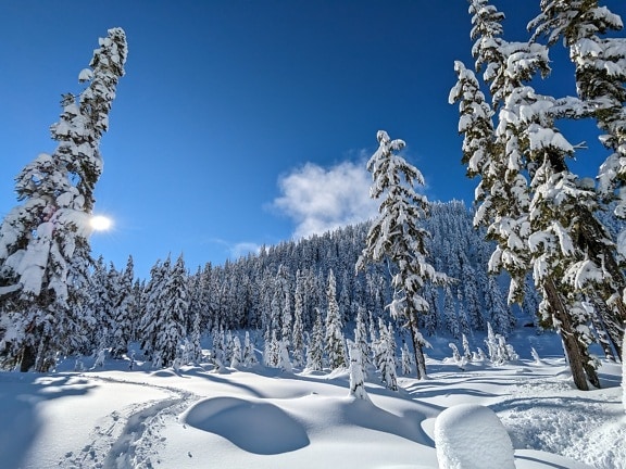 Majestic conifer forest covered with snow on sunny winter day
