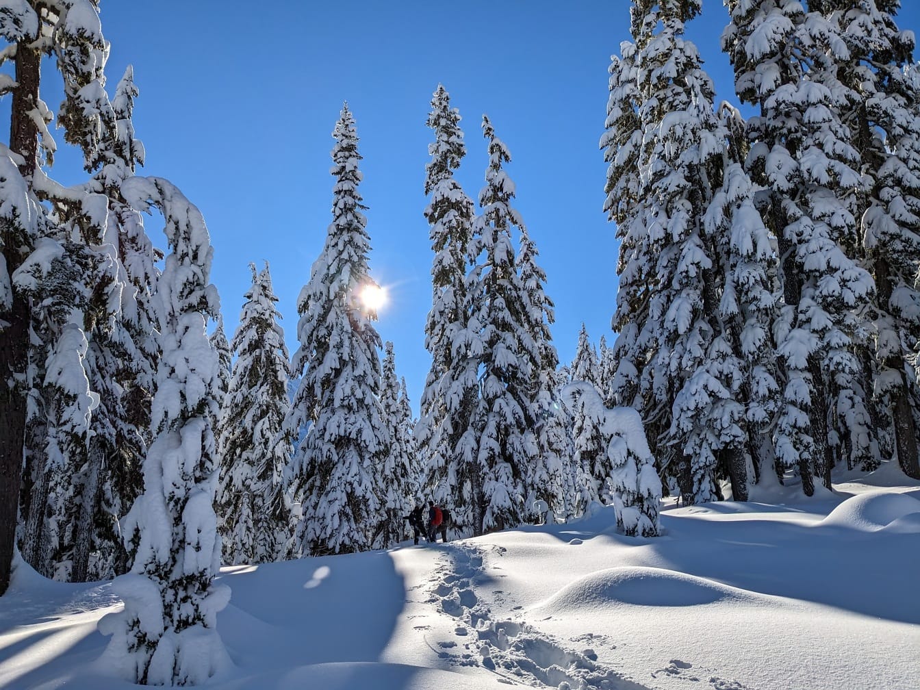 Paar bergbeklimmers die door diepe sneeuw in besneeuwd bos lopen