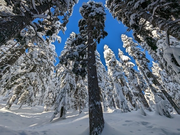 Underneath conifer trees in snowy pine forest