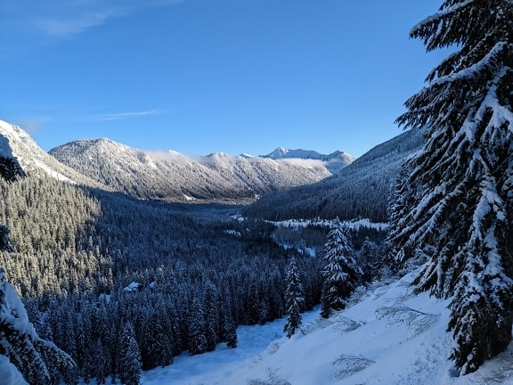 Majestic panorama of frozen conifer trees in shadow in valley