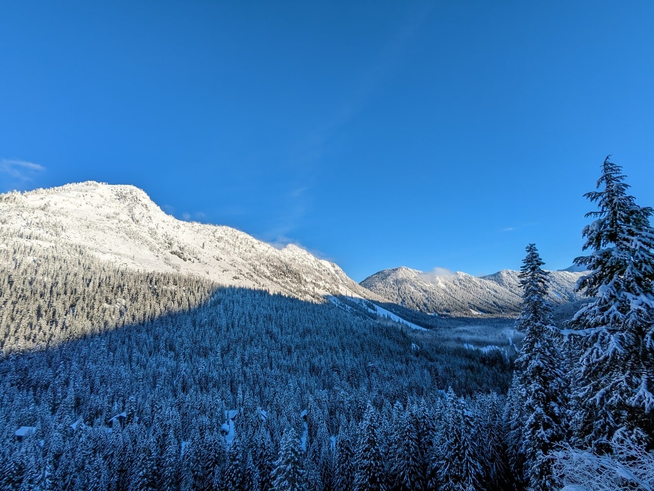 Majestätiskt panorama över tallskog täckt med snö i dalen