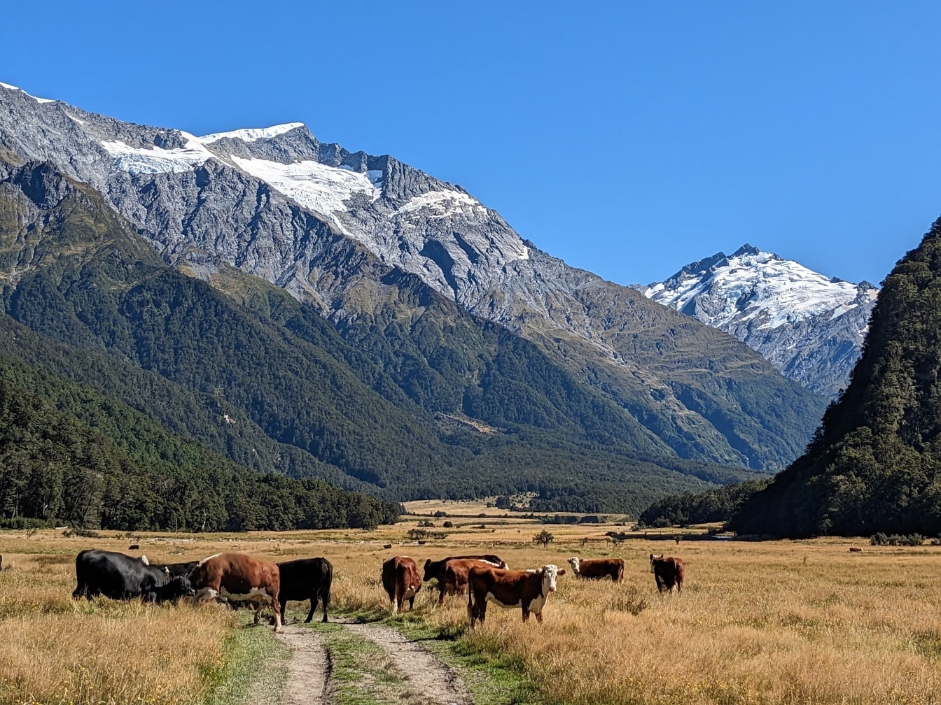Bò gặm cỏ ở thung lũng Hooker, vườn quốc gia Aoraki ở New Zealand