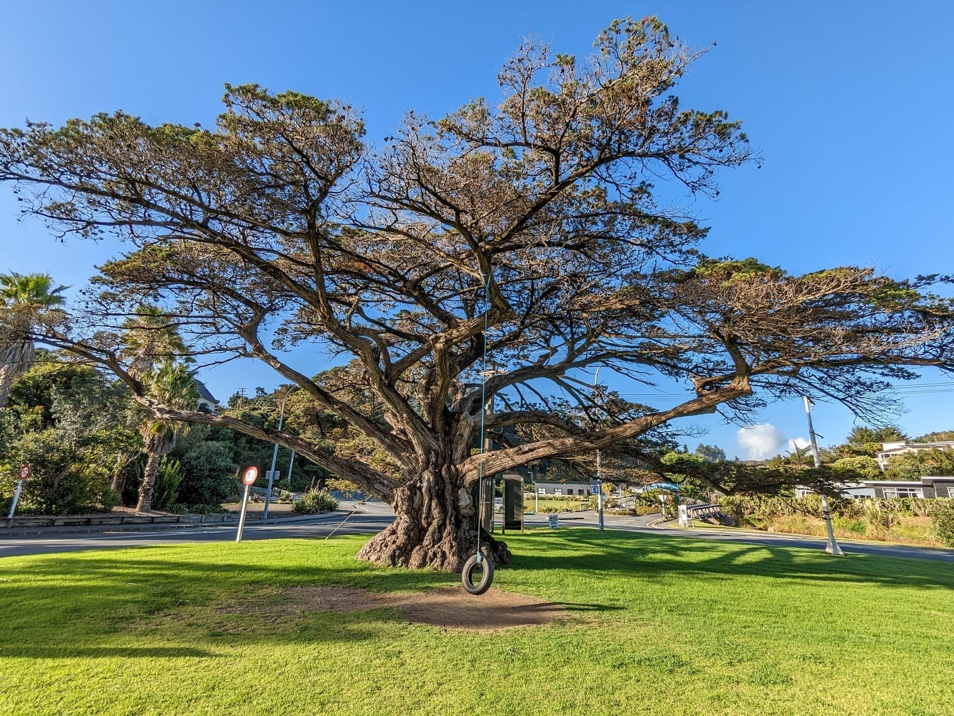 Grande vecchio albero con altalena pneumatica appesa