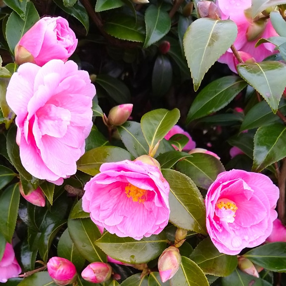 粉红色日本山茶花 (Camellia japonica) 灌木