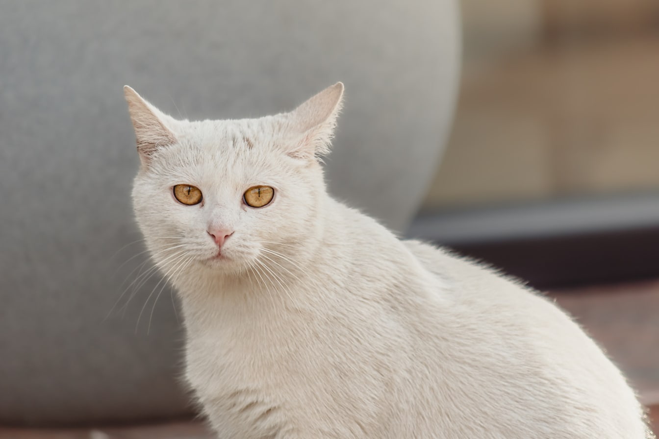 Biały kot domowy o żółtawych oczach