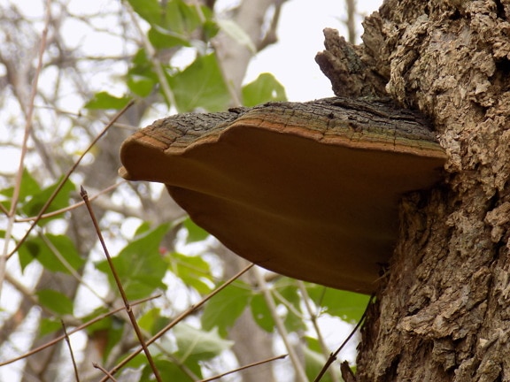 Big mushroom hanging on tree trunk