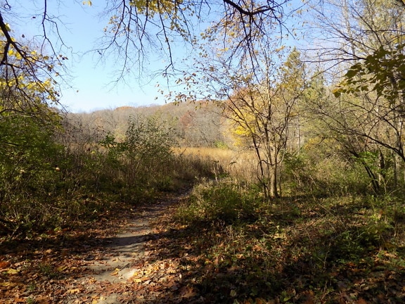 Forest trail through deciduous forest in autumn