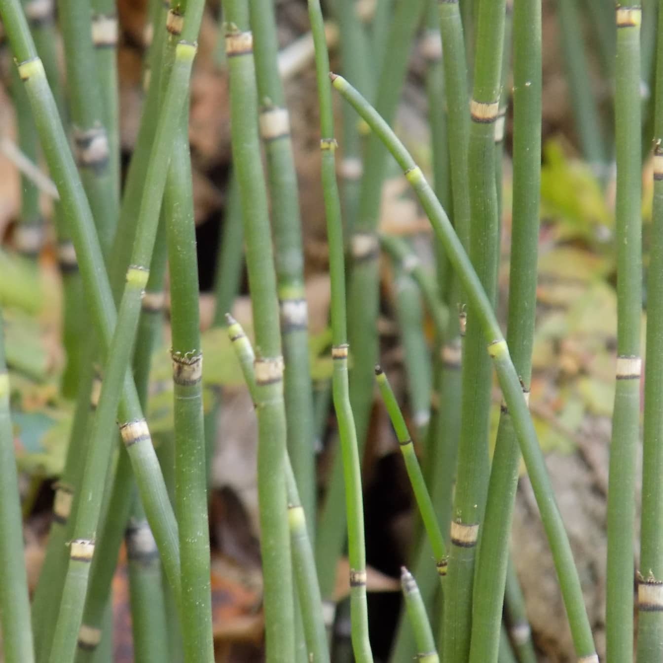 スギナ葦植物 (Equisetum hyemale – camtschatcense)