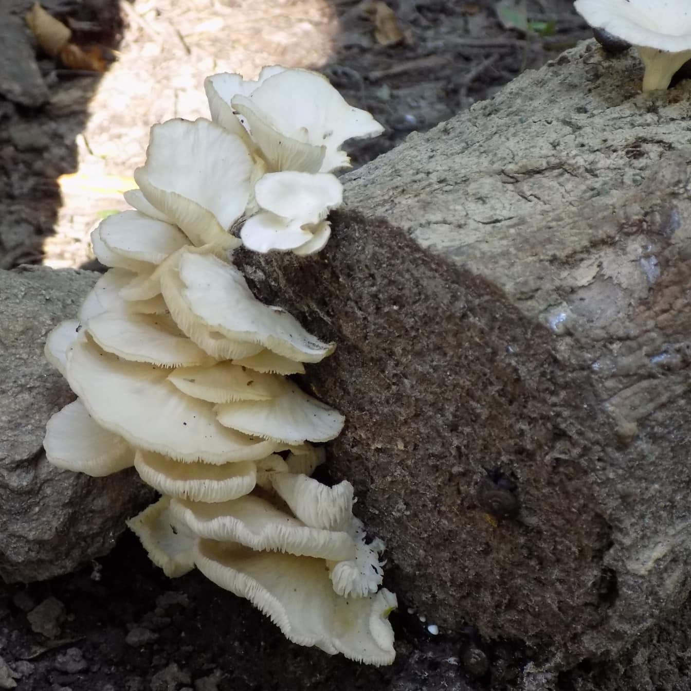 Cogumelos brancos no tronco da árvore (Pleurotus pulmonarius) close-up