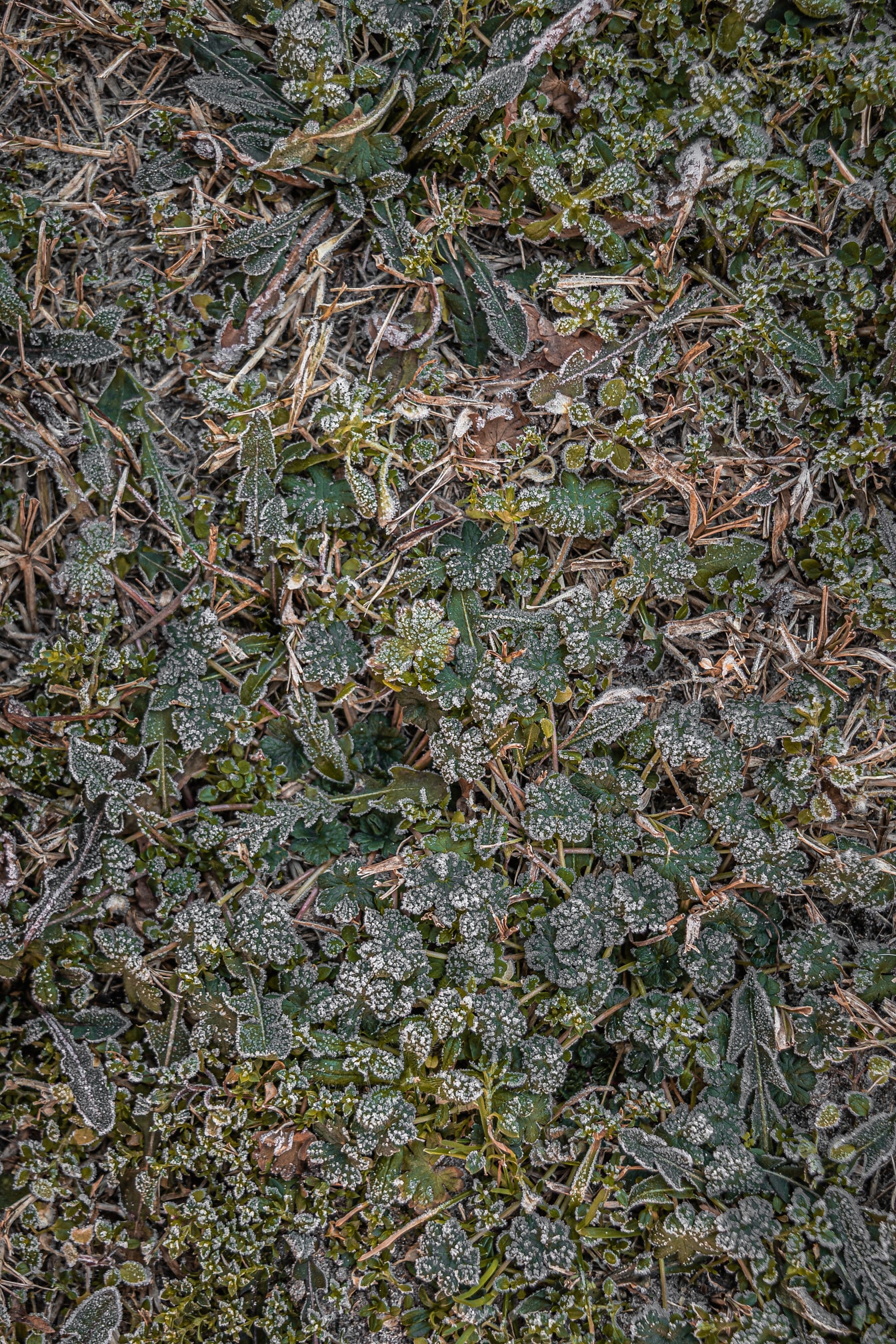 Kort gress med frossen fuktighet på blader og frost på bakken