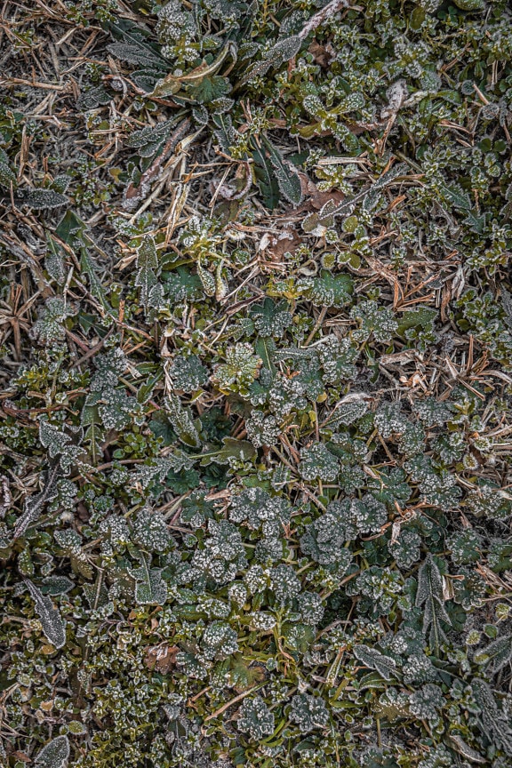Iarbă scurtă cu umiditate înghețată pe frunze și îngheț pe pământ