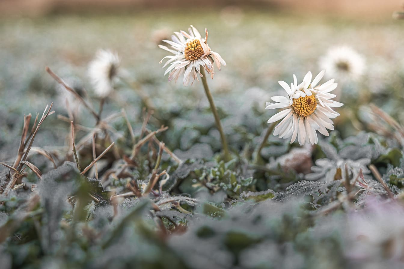 Marguerites congelées (Bellis perennis) fleurs dans l’herbe en gros plan