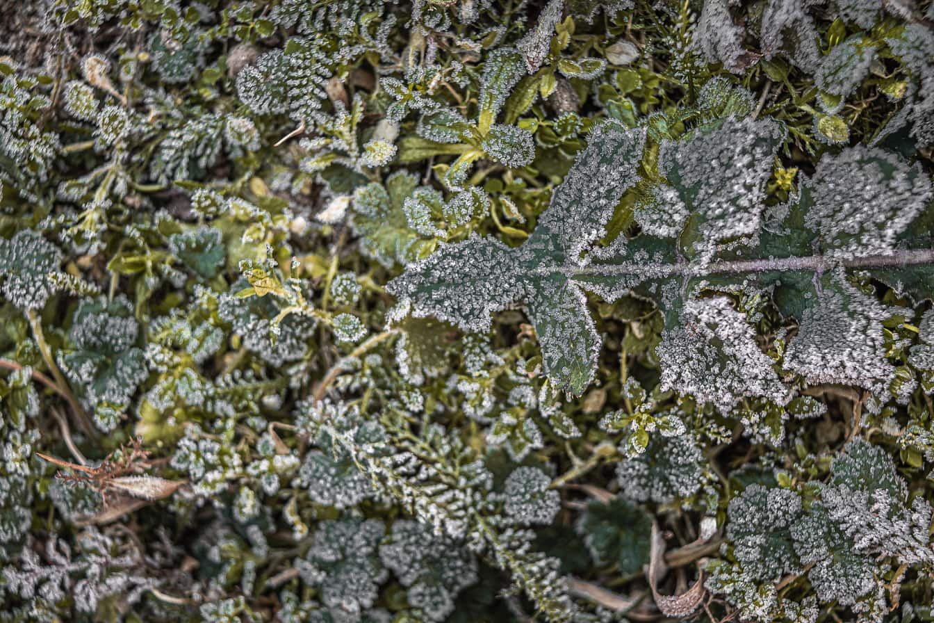 Close-up de grama verde congelada