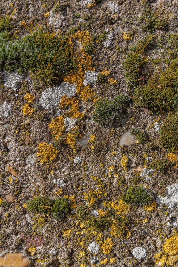 Terreno muschioso con alberelli di licheni ed erbe aromatiche