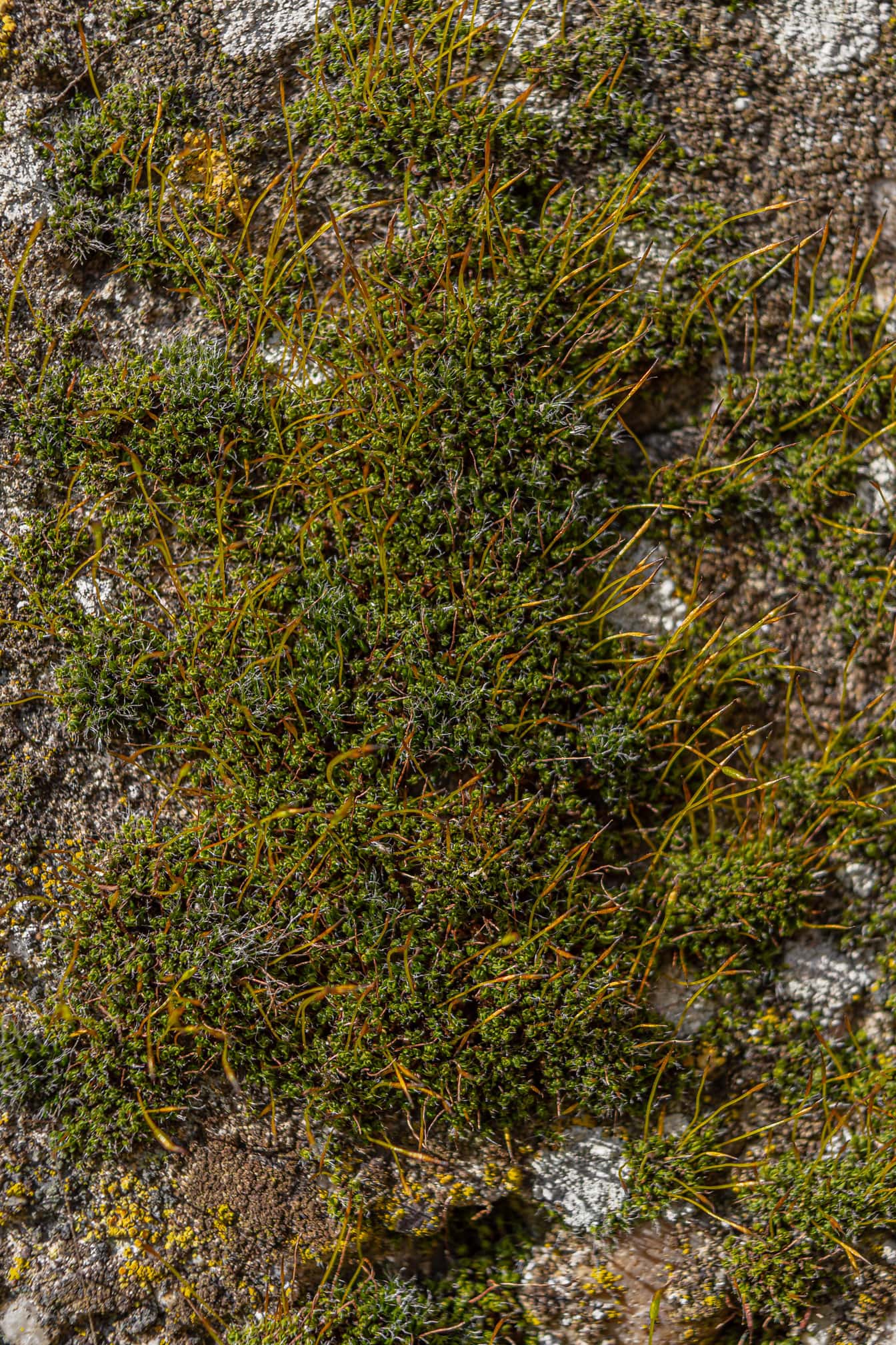 Lichen saplings nærbilde bilde