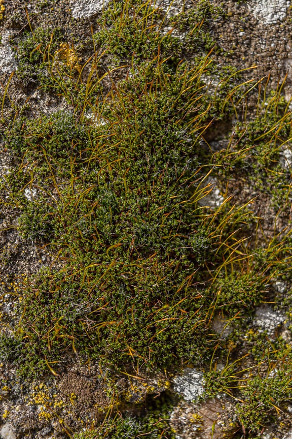 fermer, lichen, jeune arbre, herbe, flore, feuillage, en détail, détails